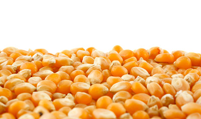 玉米的背景图片下载