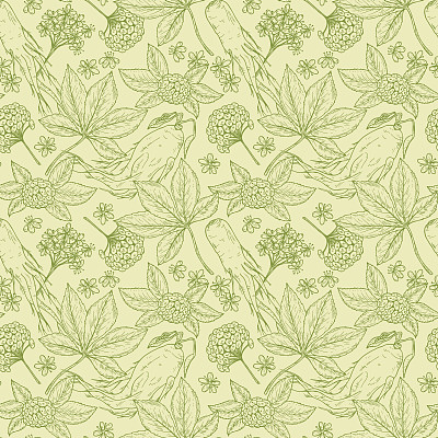 人参。药用植物无缝模式。花背景与根，叶，浆果和花人参。替代医学。传统草药疗法。矢量图图片下载