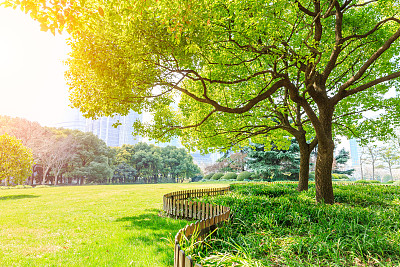 上海城市公园的绿树图片下载