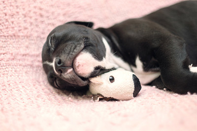 小狗躺在粉红色的毯子上和他的玩具睡觉。斯塔福德郡梗一个月大的可爱小狗图片下载