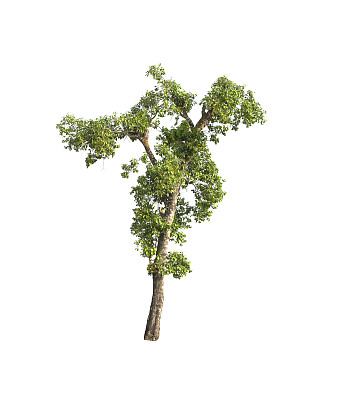 孤立的树。图片下载