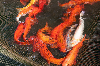 渔网里的一群日本鲤鱼图片下载