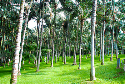 罗罗公园，特内里费，加那利群岛图片下载