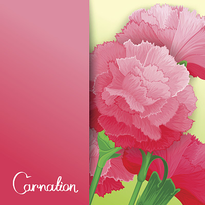 康乃馨载体花设计图片下载