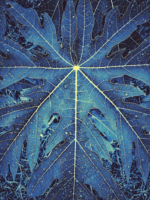 蓝色的叶子和黄色的骨架图片下载