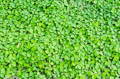 新鲜的绿叶。绿色背景与树叶。图片下载