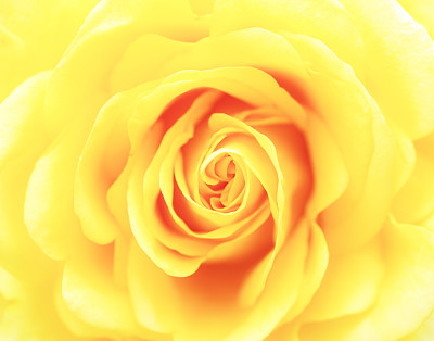 黄色玫瑰花园里玫瑰的细节。图片下载