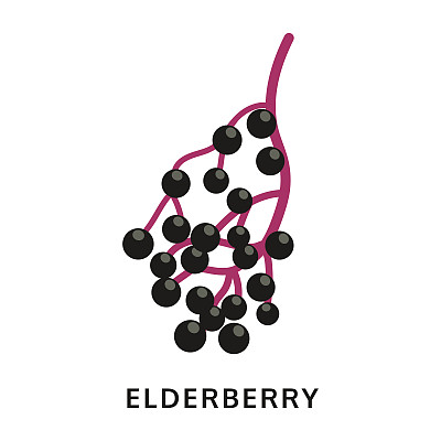 接骨木图标，孤立在白色背景，矢量插图图片下载