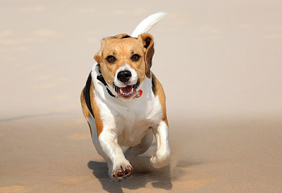 小狗，小猎犬小狗在沙滩上玩飞盘图片下载