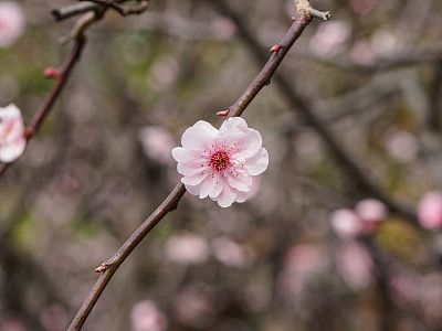 春季花卉系列：公园里美丽的红梅花素材图片