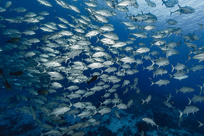 大眼鲹鱼群素材图片