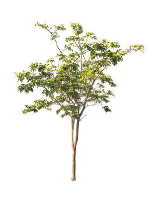 孤立的树。图片下载