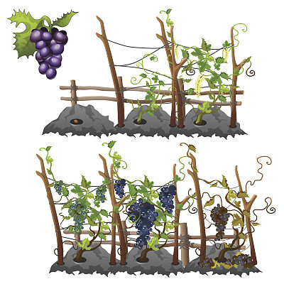 葡萄生长阶段，农业，病媒图片下载