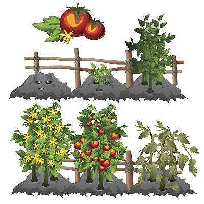 番茄生长阶段，农业，病媒图片下载