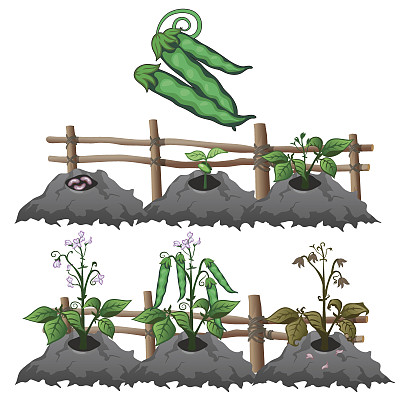 豌豆生长阶段，农业，载体图片下载