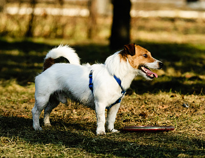 侧视图的狗站在玩具盘附近的春天黄色的草地上图片下载