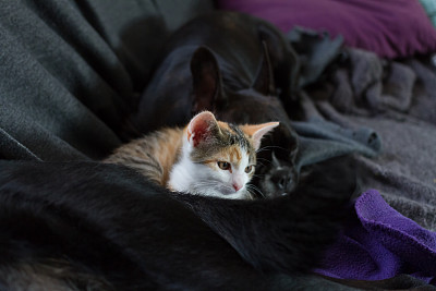 小猫和两只狗图片下载