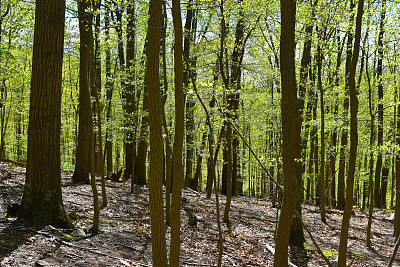 阿巴拉契亚森林在Catoctin山公园图片下载