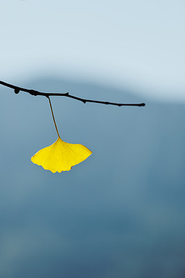 银杏叶图片下载