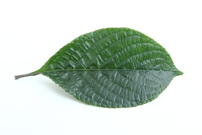 植物叶子上图片下载