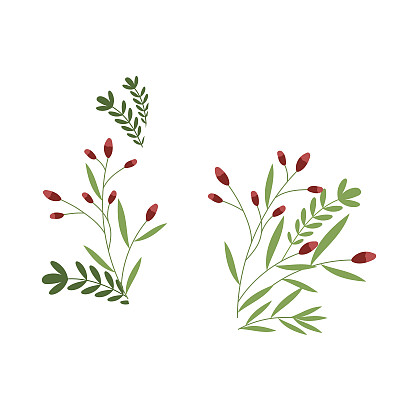 鲜花孤立的向量图片下载