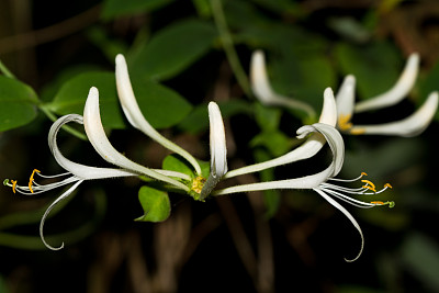 忍冬属植物图片下载