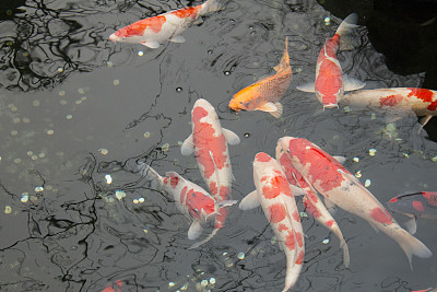 日本鲤鱼鲤鱼游。锦鲤鱼。图片下载