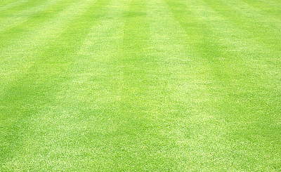 绿草的背景图片下载