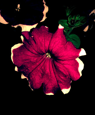 一朵花图片下载