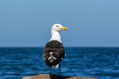 角海鸥肖像图片下载