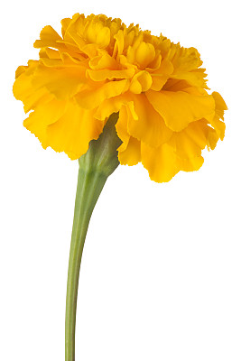 花孤立图片下载