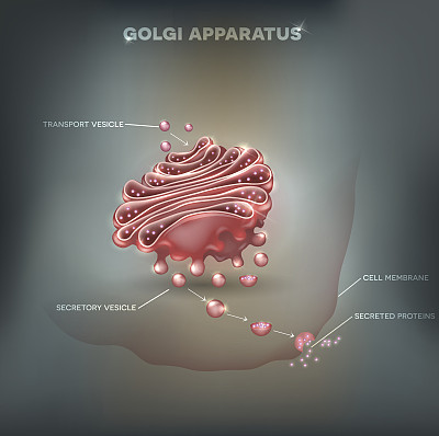高尔基体抽象背景图片下载