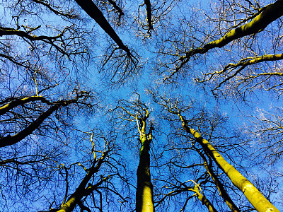 树木低角度视野和蓝天图片下载