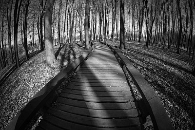 穿过树林的木路图片下载