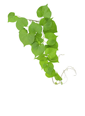 心形的绿叶热带野生藤蔓与枝条孤立在白色的背景，包括修剪路径。图片下载