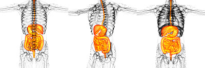 人体消化系统的3D渲染医学插图图片下载