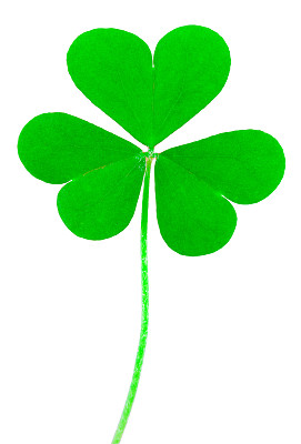 圣帕特里克节的象征。三叶草绿色心形叶子孤立在白色的背景上图片下载