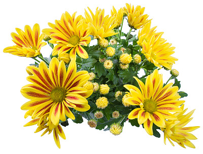 微距镜头拍摄白色背景上孤立的黄色菊花图片下载