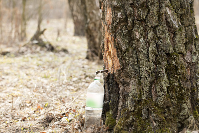 桦树汁图片下载