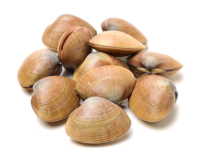 白色背景上的硬蛤，圆蛤图片下载