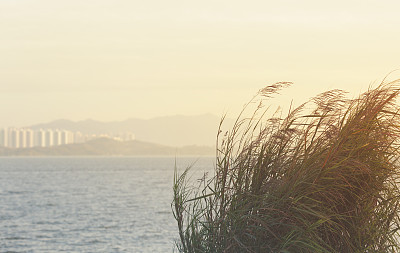 海边的芦苇图片下载