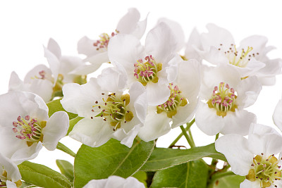 梨树开花图片下载