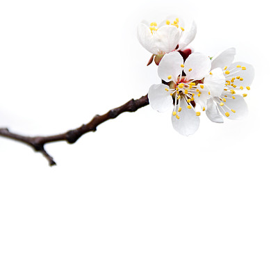 春天的杏树花图片下载