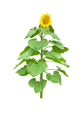 向日葵图片下载