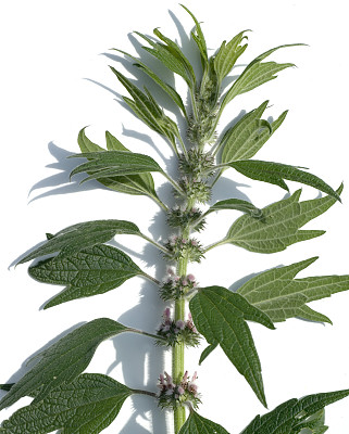 益母草;益母草先生;心图片下载