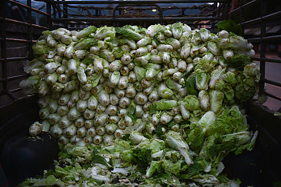 一堆绿色的新鲜卷心菜图片下载