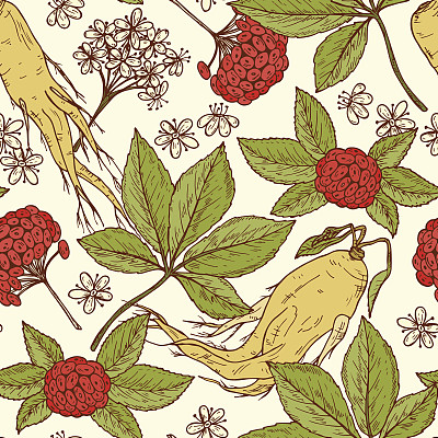 人参。药用植物无缝模式。花背景与根，叶，浆果和花人参。替代医学。传统草药疗法。矢量图图片下载