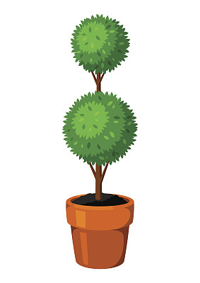 黄杨修剪花园植物。花盆中的装饰树图片下载