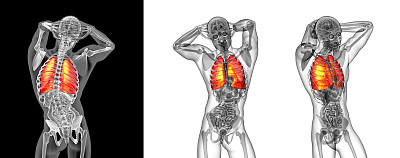 人体肺的3d渲染图图片下载