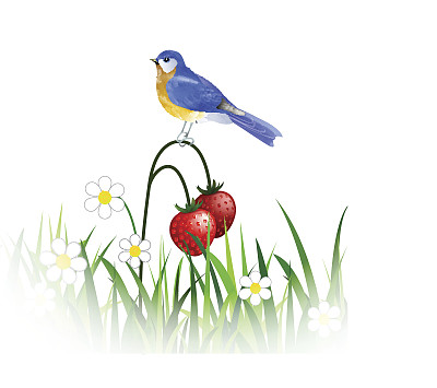 春天蓝色鸟图片下载